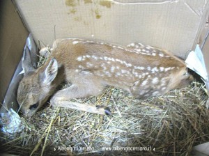 capriolo cucciolo pontinvrea 5 13
