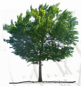 Albero Civicness