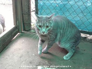Farinata gattone savonese