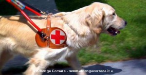 Igor - Labrador Retriever cane guida per non vedenti