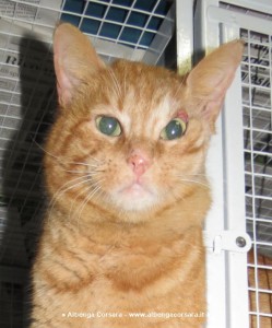 gatto occhio pontinvrea 3 14b