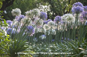 1 Alassio - agapanti1_ph_fusaro_b