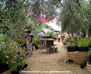 Festa Erbe Andora