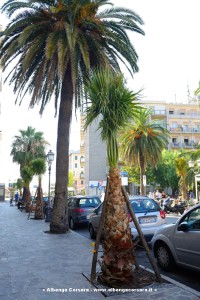 Alassio Palme viale Gibb