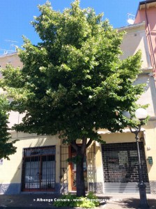 Albero