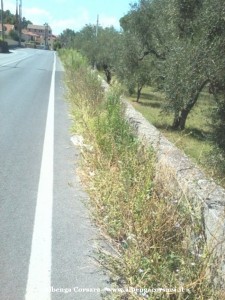 7 Lusignano - image8