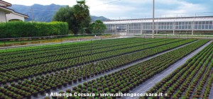 Aromatiche