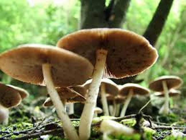 Funghi 1