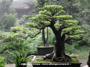 bonsai