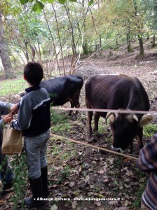 fattoria didattica Il Filo di Paglia