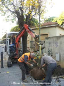 1 - Loano piantumazione Tigli 2