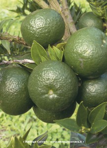 chinotto