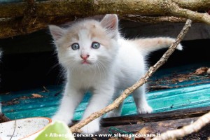Cucciolo Oasi Felina Legino
