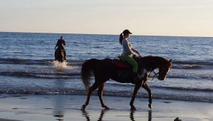 Cavalli spiaggia