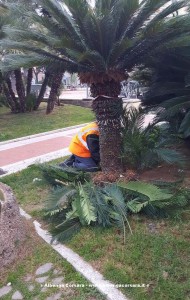 palme
