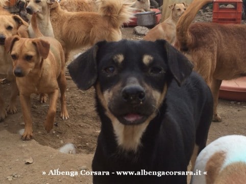 2 Cani Enesi