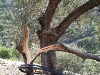 danni olivicoltura