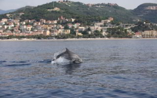 Tursipione nuota davanti al litorale di Finale Ligure
