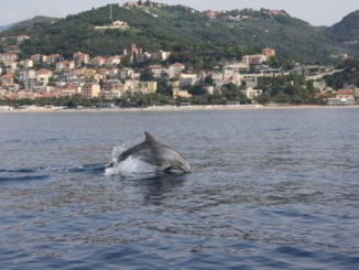 Tursipione nuota davanti al litorale di Finale Ligure