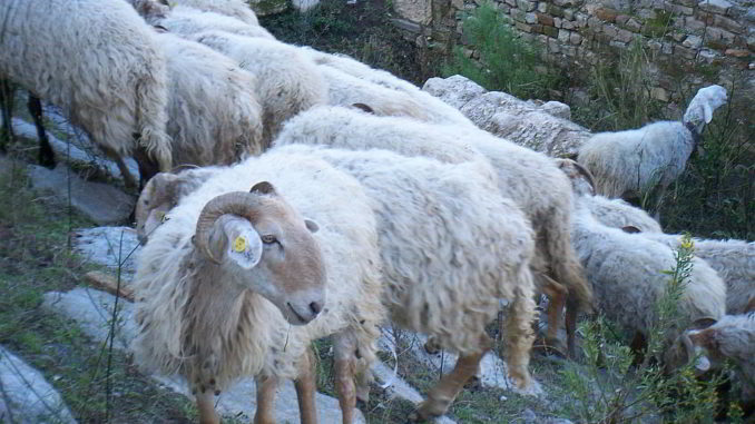 Pecore brigasche al pascolo ad Albenga