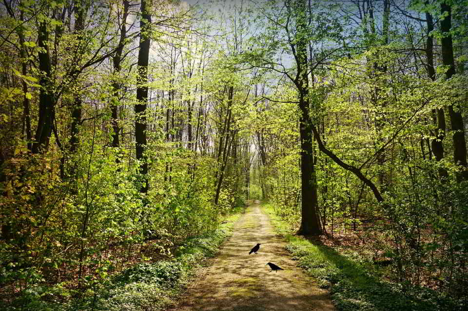 sentiero bosco