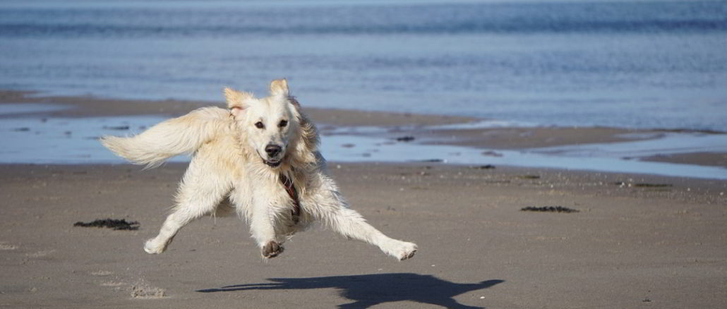 cane felice sulla spiaggia