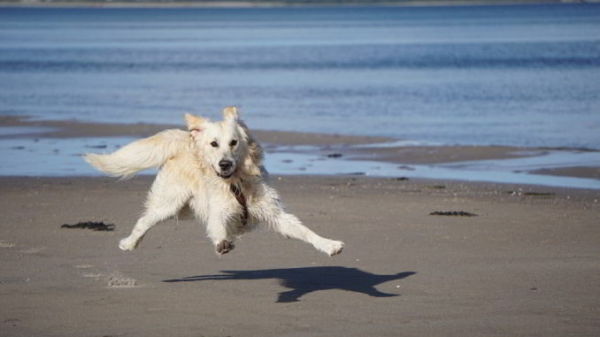 cane felice sulla spiaggia