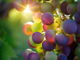 uva grappoli sole