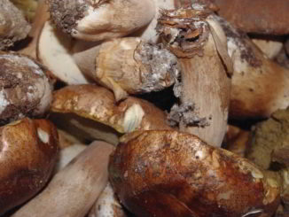 Funghi raccolti nei boschi in Liguria