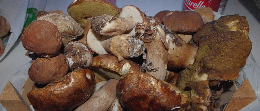 Funghi raccolti nel savonese