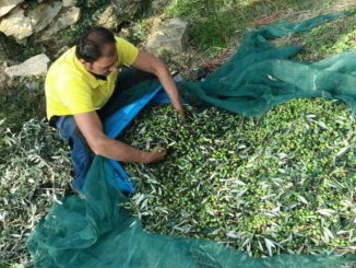 Raccolta delle olive in Liguria