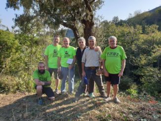 Amici del Carmo ripuliscono albero monumentale a Verzi di Loano