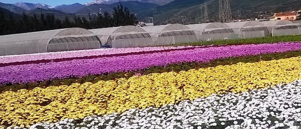 Floricoltura campi di fiori e serra nella piana di Albenga