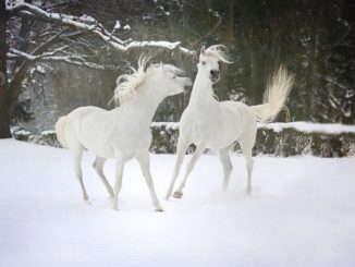 cavalli bianchi nella neve