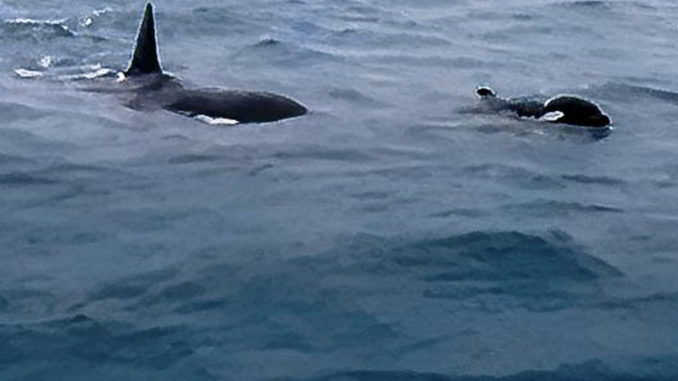 orche Liguria