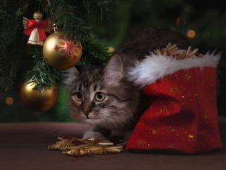un gatto natalizio