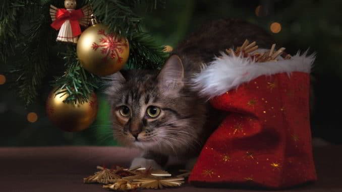 un gatto natalizio