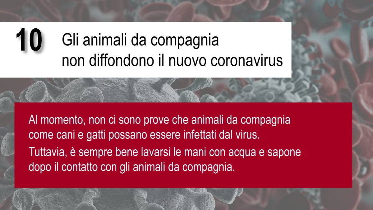 Pieghevole Coronavirus Animali