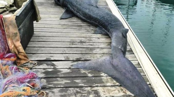 squalo elefante morto a Varazze