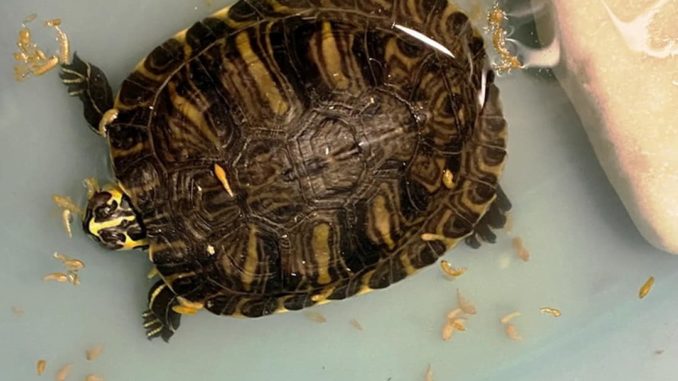 tartaruga ritrovata a Pietra Ligure