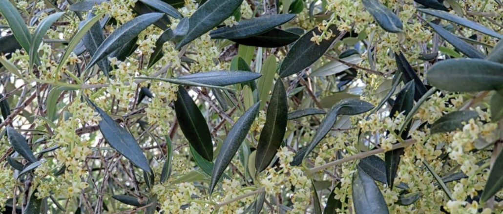 Fioritura deglo olivi in Liguria