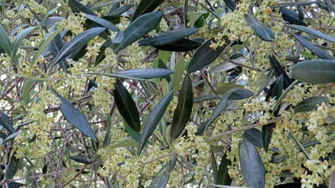 Fioritura deglo olivi in Liguria