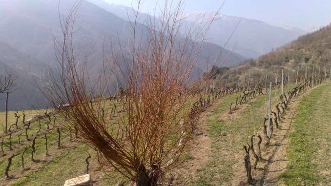 Tenuta Maffone di Pieve di Teco