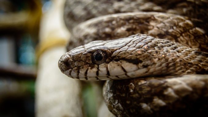 lo sguardo della vipera