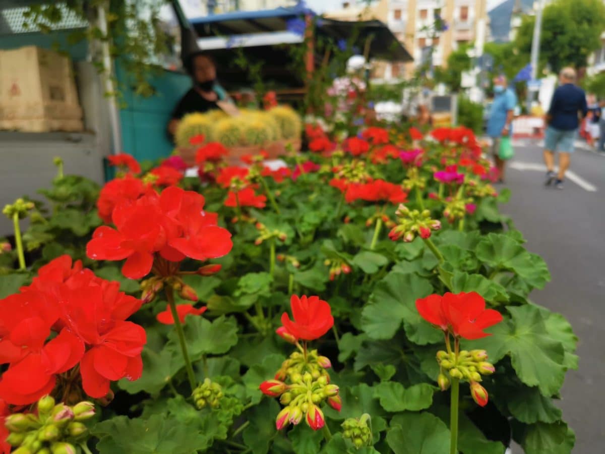 Alassio - Fiori e piante