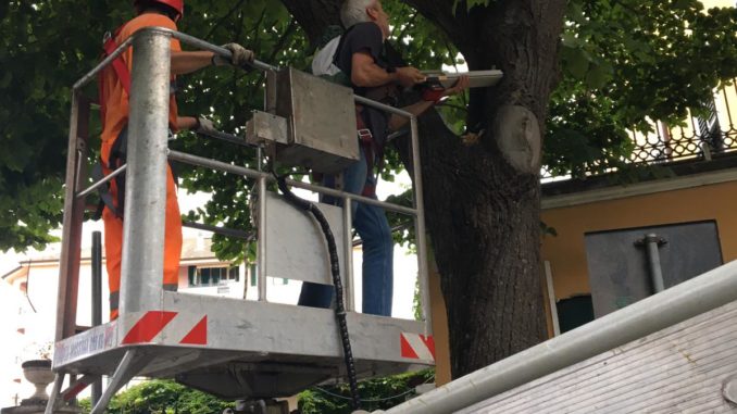 Albenga verifica alberi in Vuiale Martiri