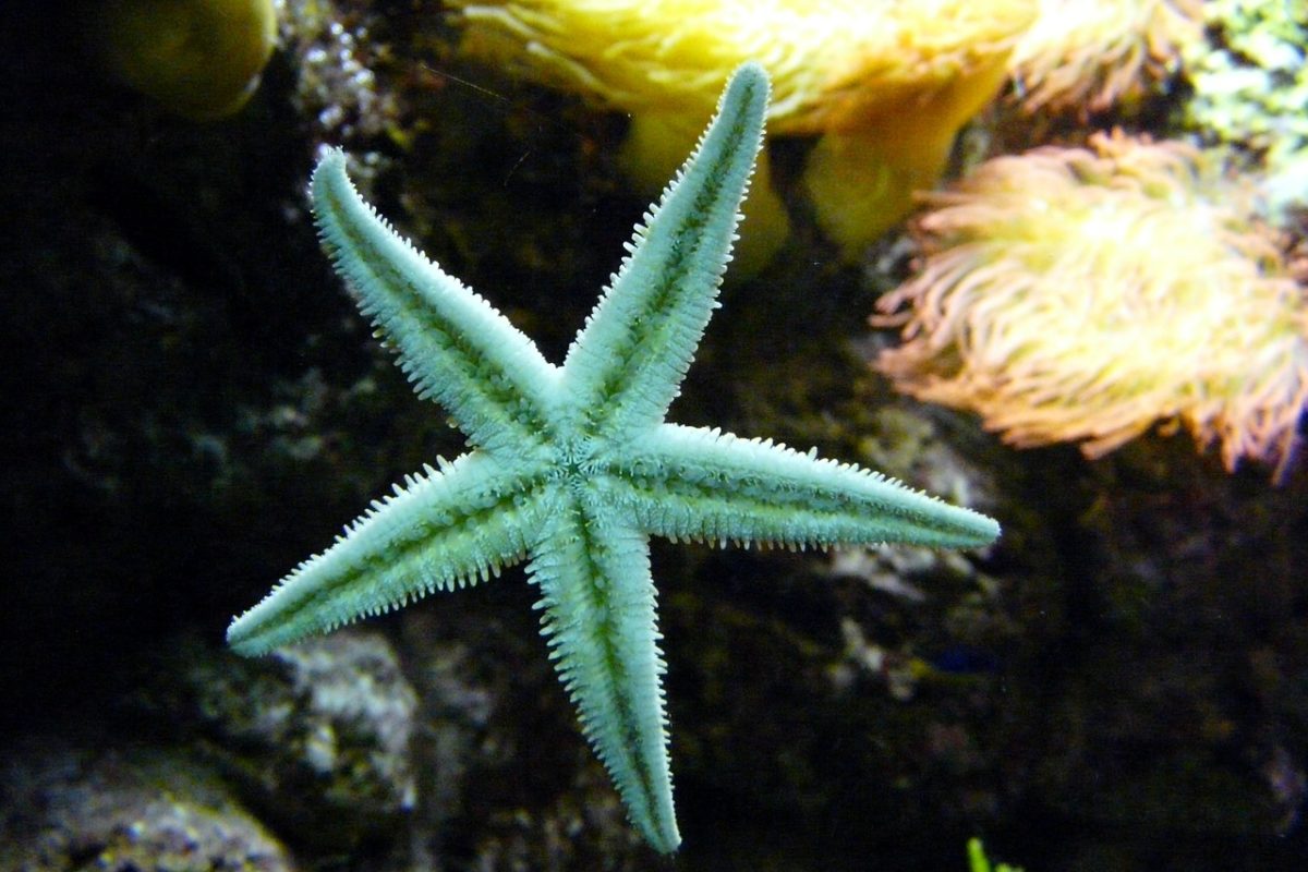 Stella marina per Enpa Savona