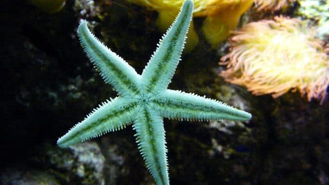 Stella marina per Enpa Savona