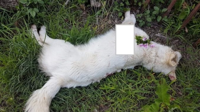 Albenga - Enpa - cane ucciso a Casanova Lerrone