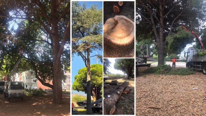 Albenga alberi via degli orti